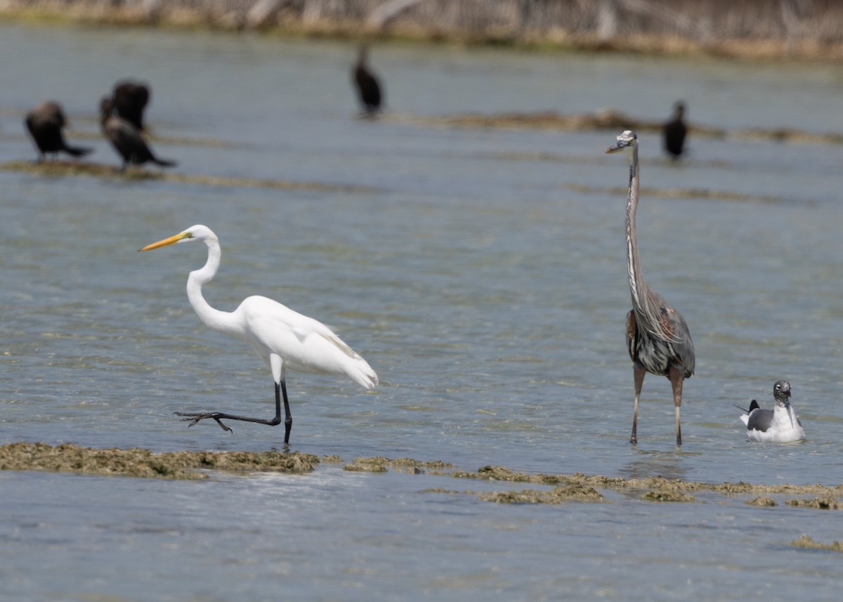 Grande Aigrette (egretta) - ML620546797