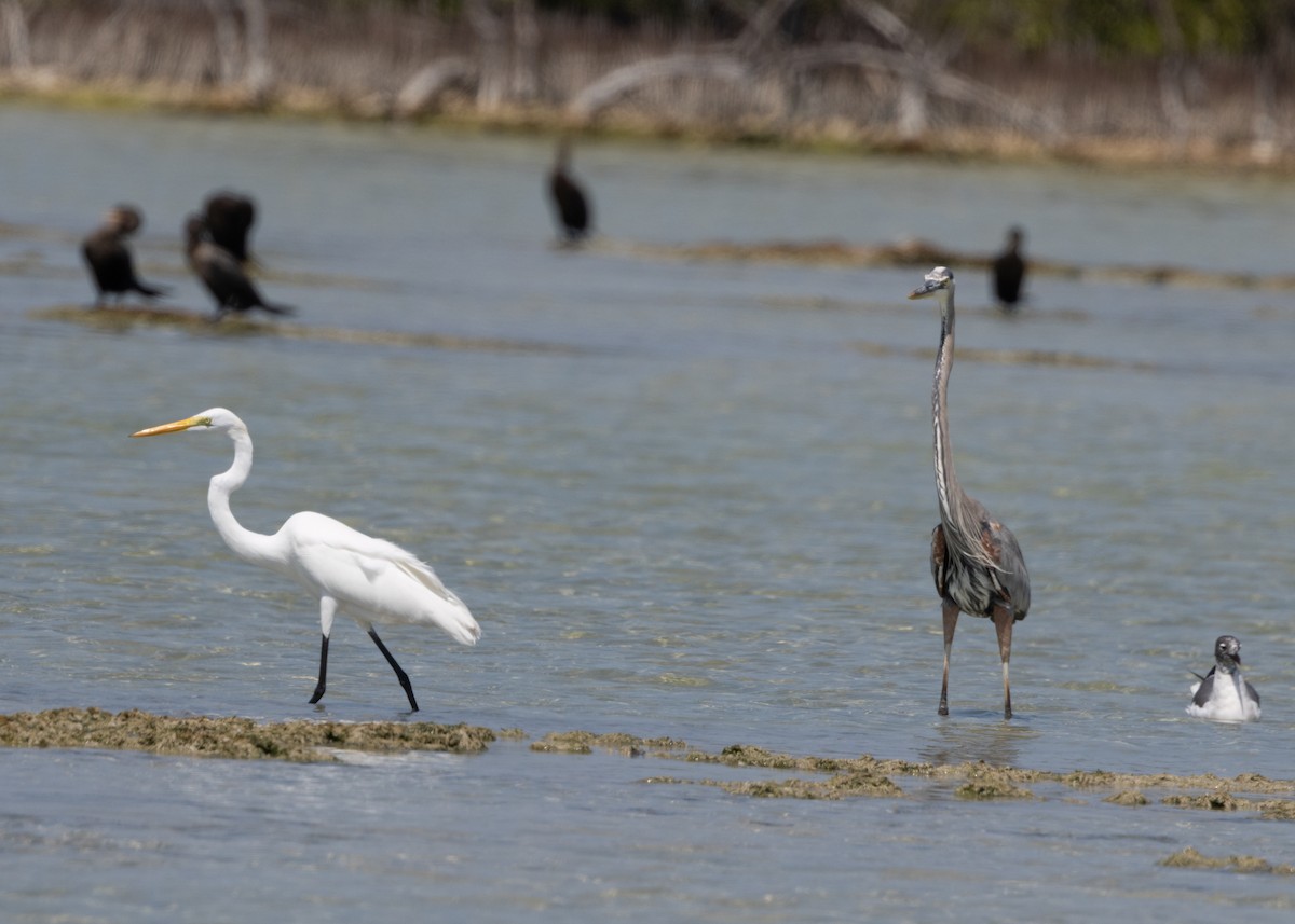 Grande Aigrette (egretta) - ML620546798