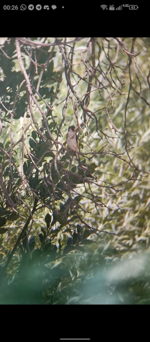 European Goldfinch - ML620546816