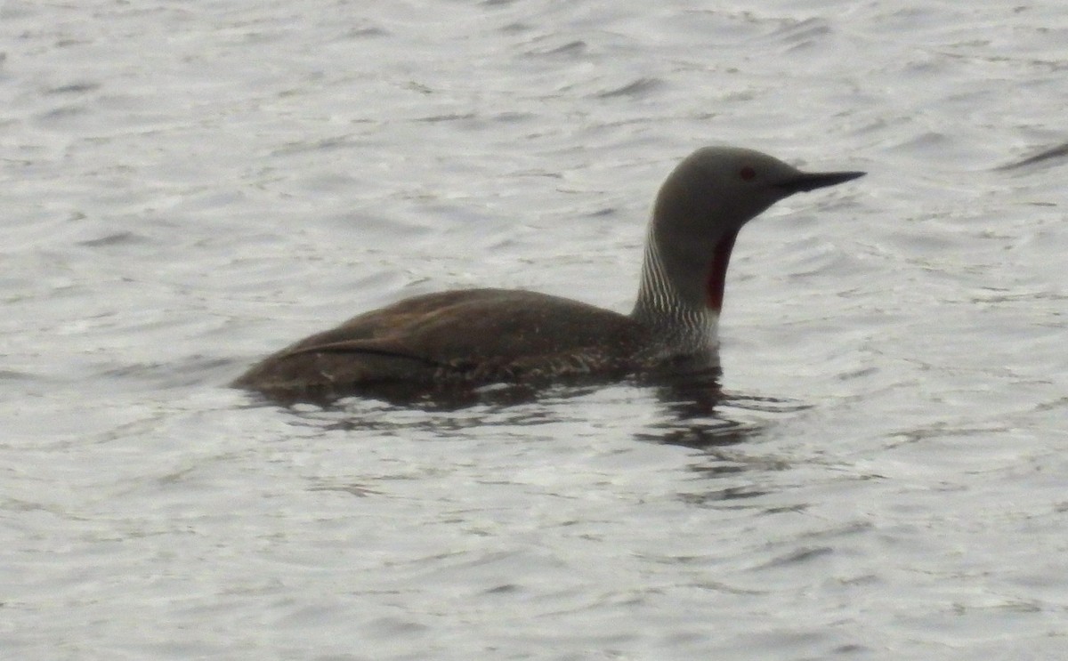 Red-throated Loon - ML620546820