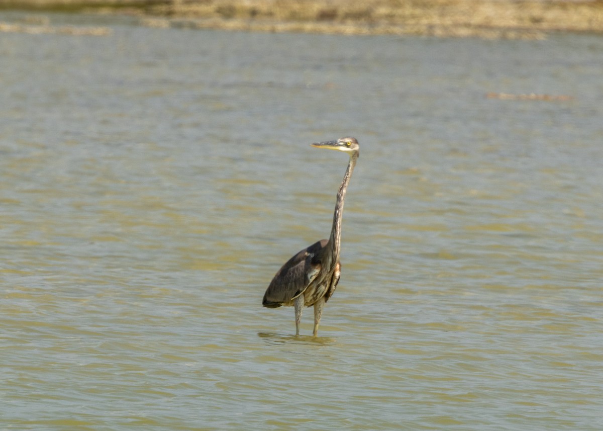 Tricolored Heron - ML620546824