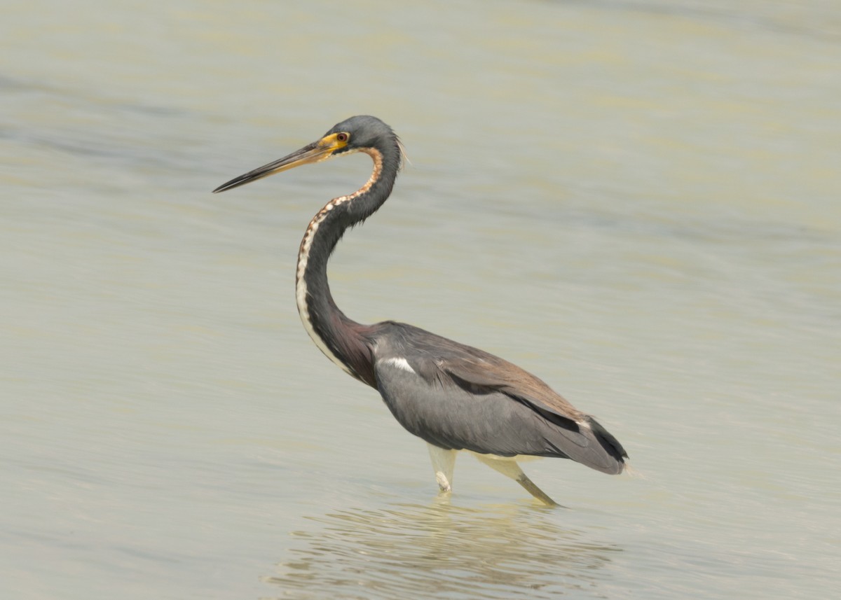 Tricolored Heron - ML620546829