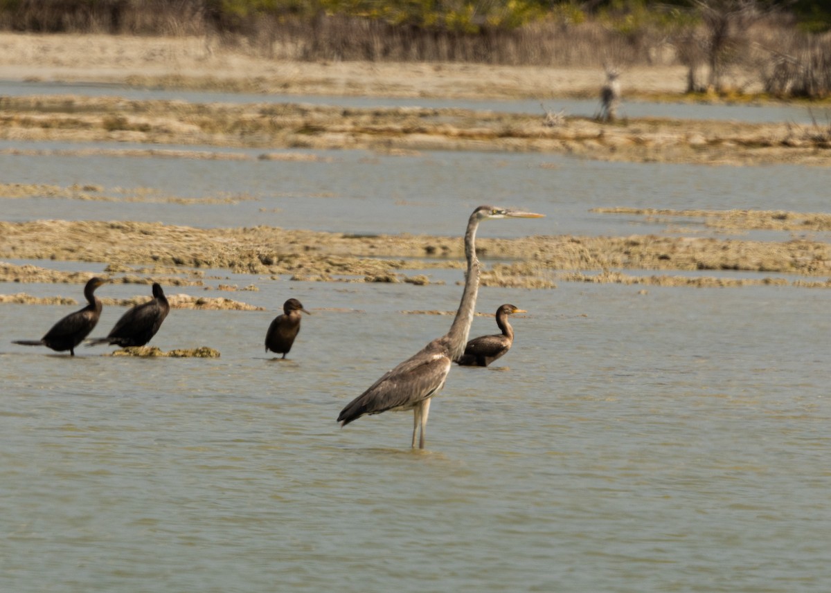 Tricolored Heron - ML620546830