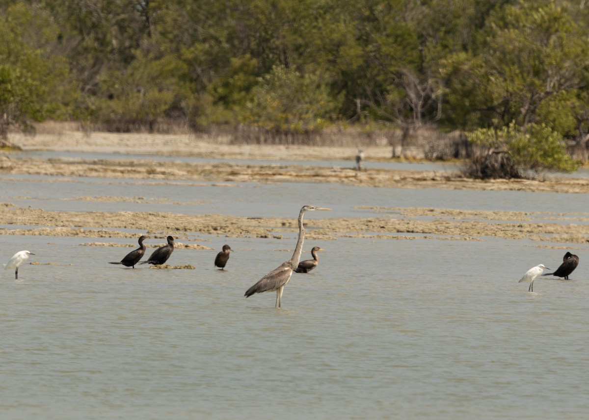 Tricolored Heron - ML620546831