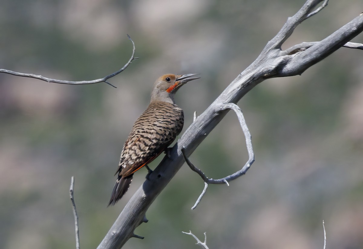 Northern Flicker - ML620546832