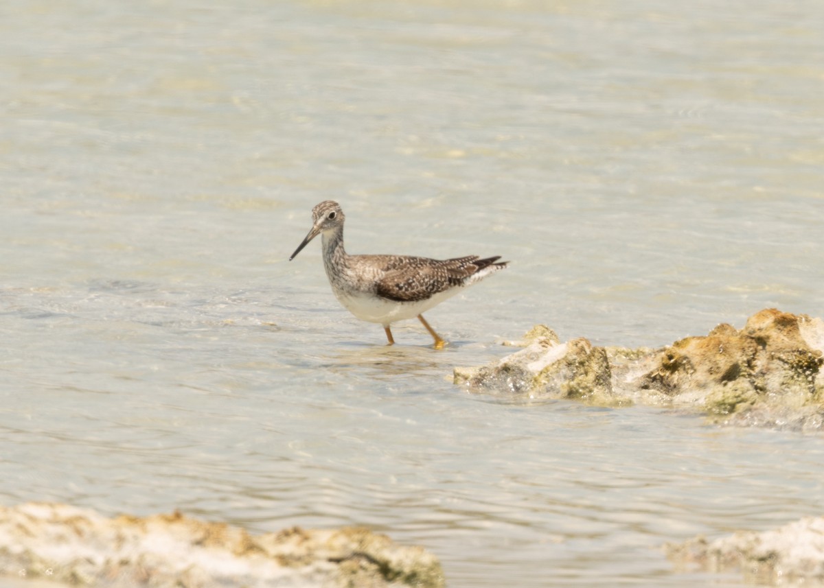 Greater Yellowlegs - ML620546837