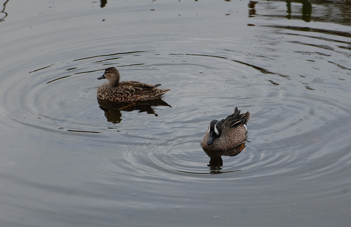 Blue-winged Teal - Dave Griswold