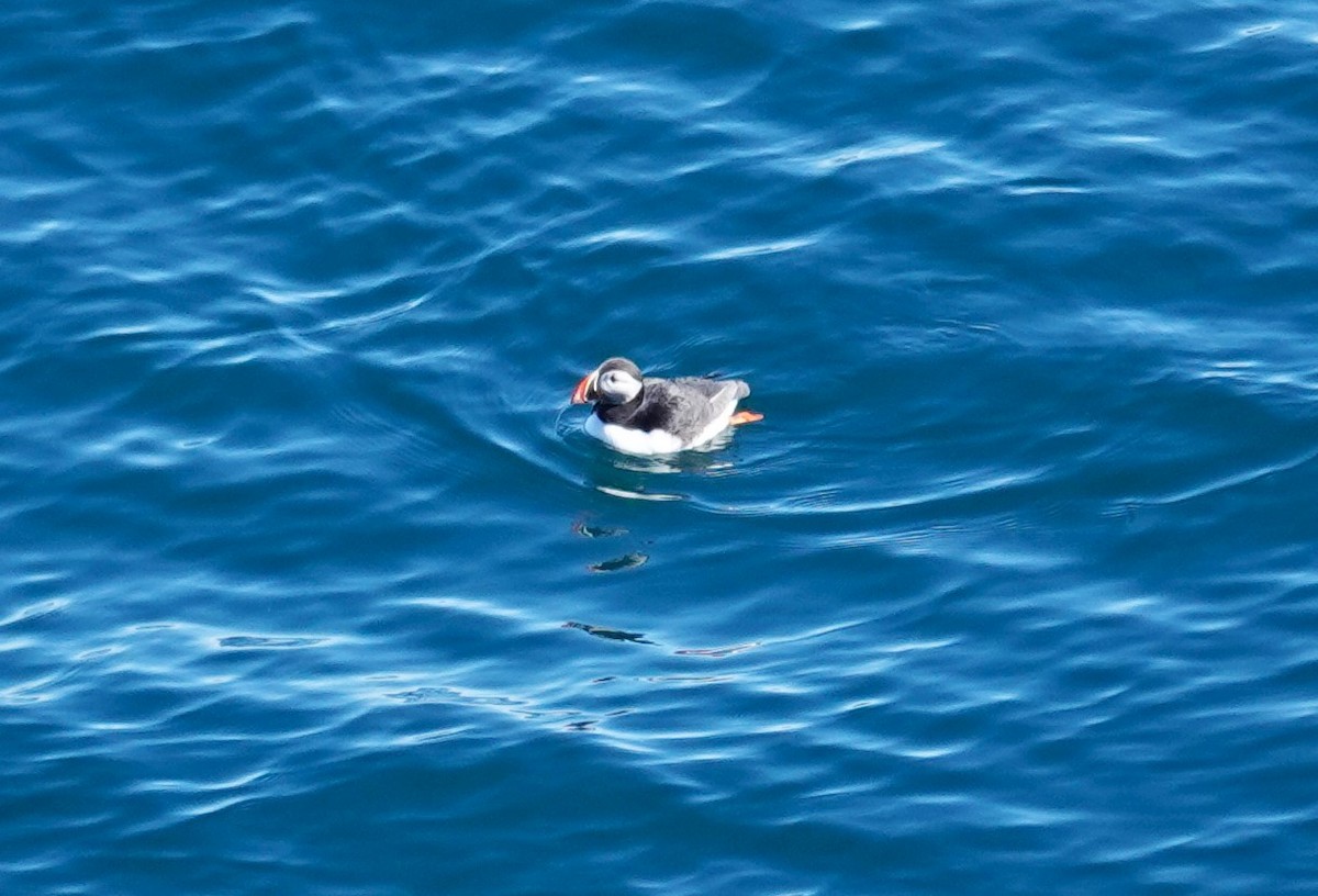 Atlantic Puffin - ML620546848