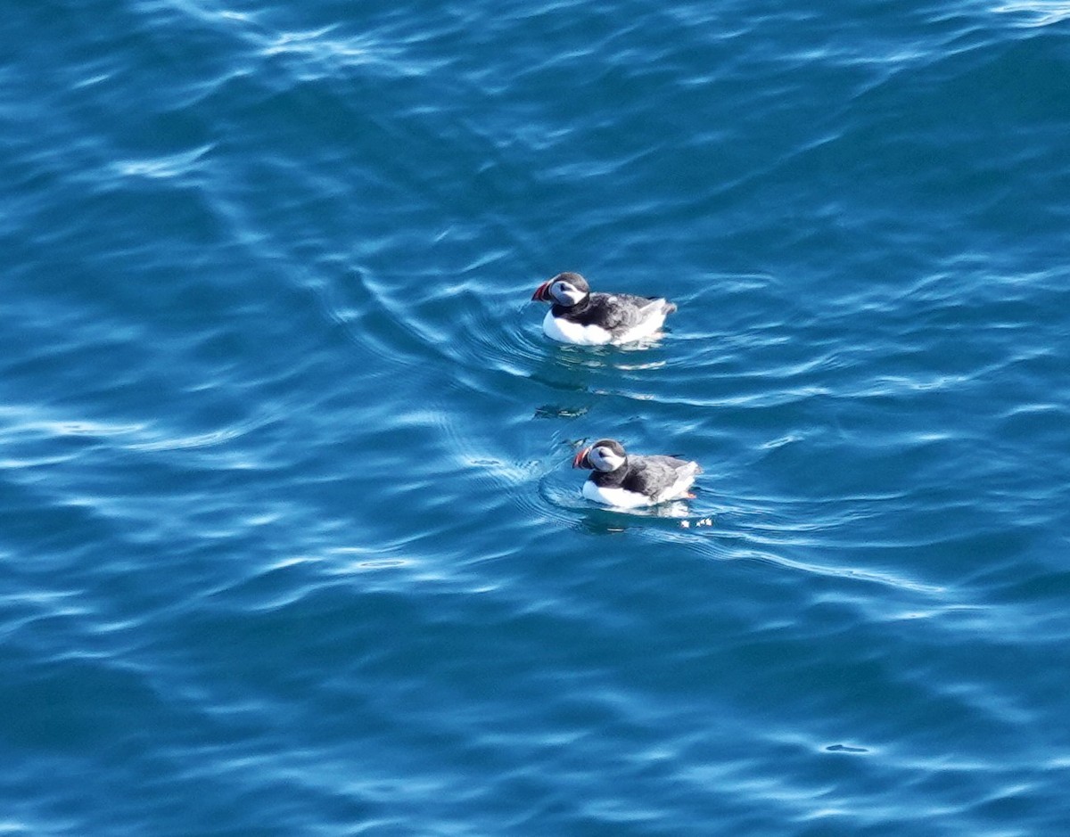 Atlantic Puffin - Diane Stinson