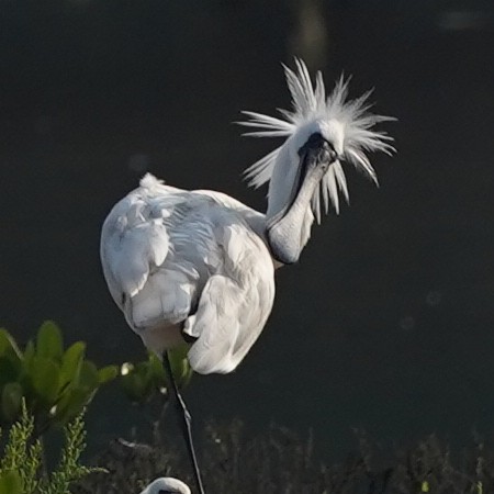 Black-faced Spoonbill - ML620546865