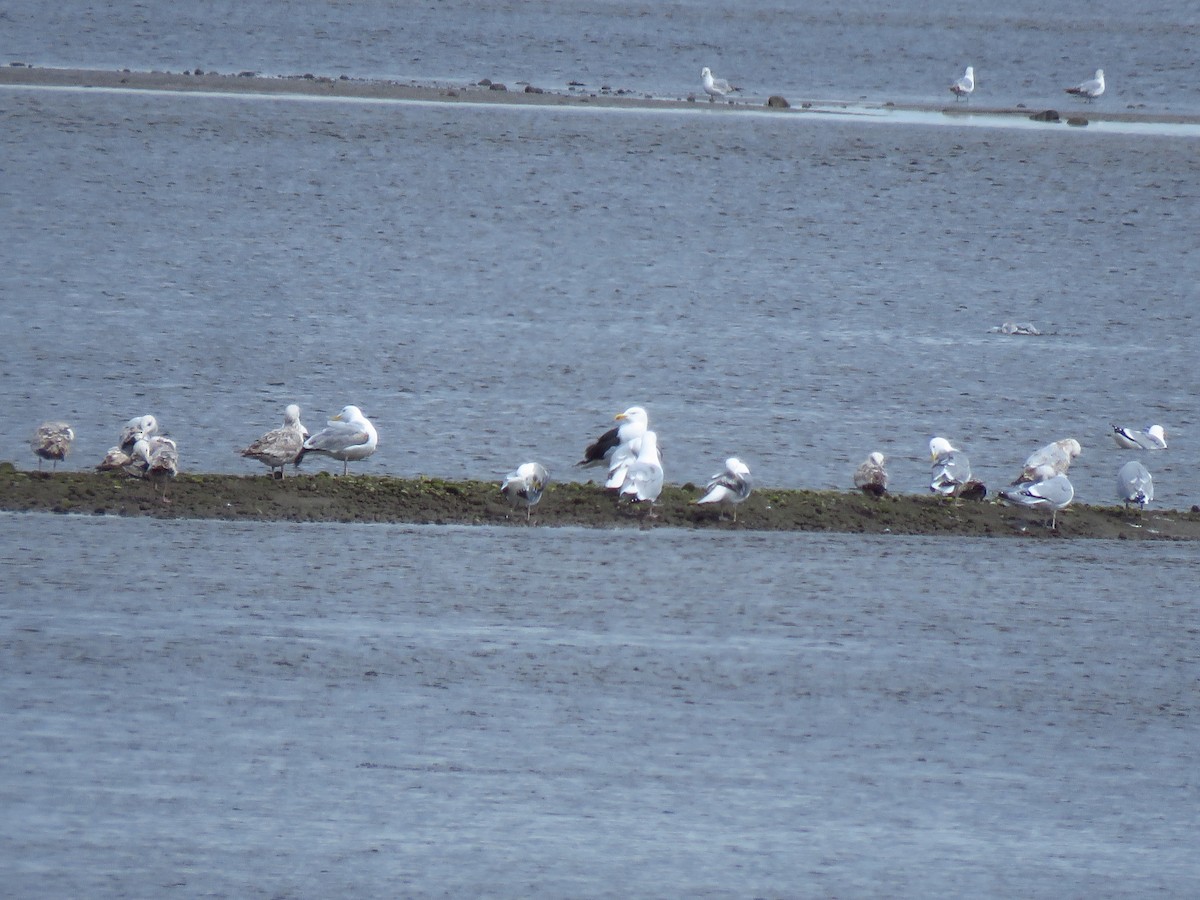 Great Black-backed Gull - ML620546870