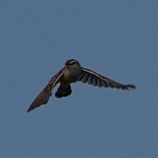 cistovník rákosníkový (ssp. brunniceps) - ML620546871