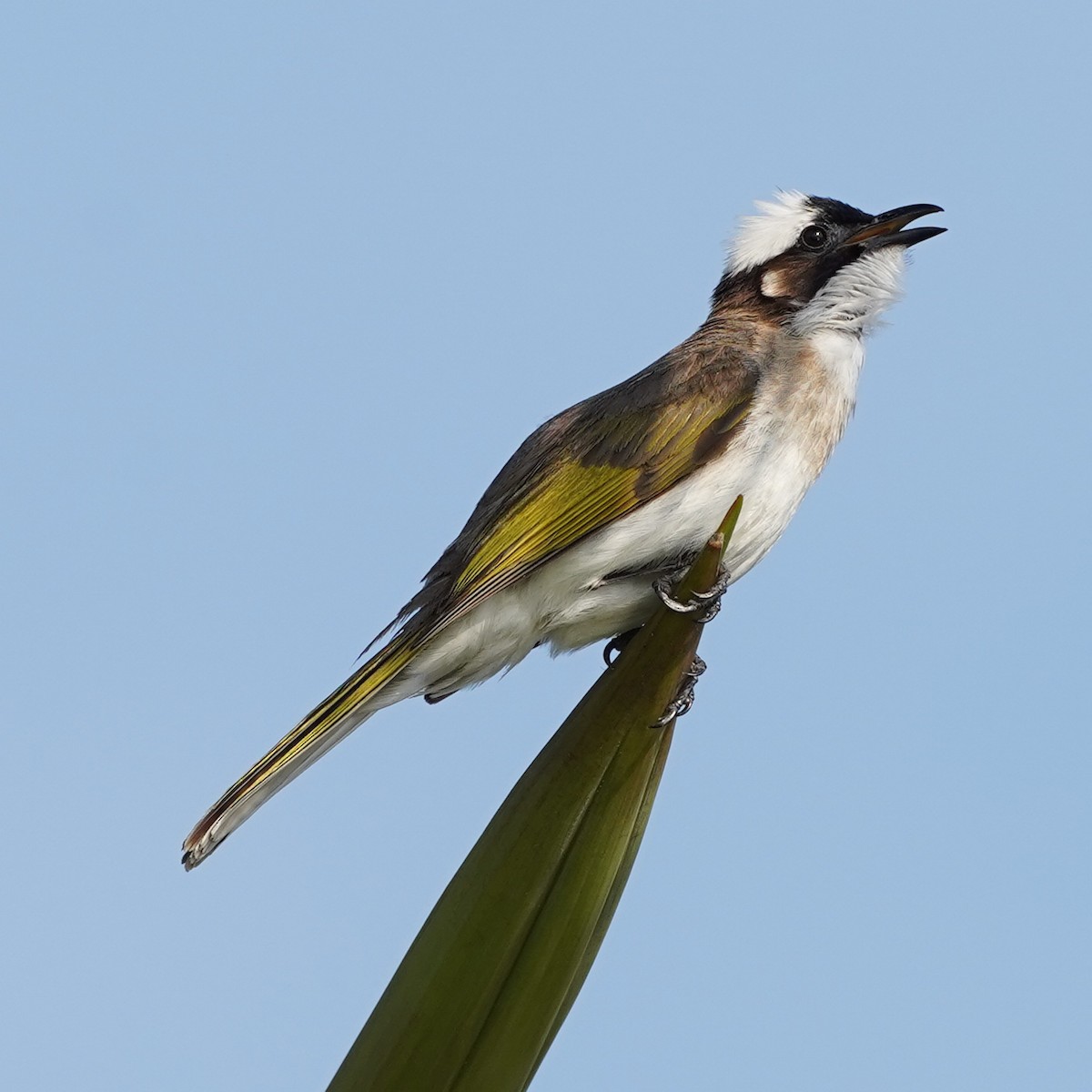 Light-vented Bulbul (formosae/orii) - ML620546873