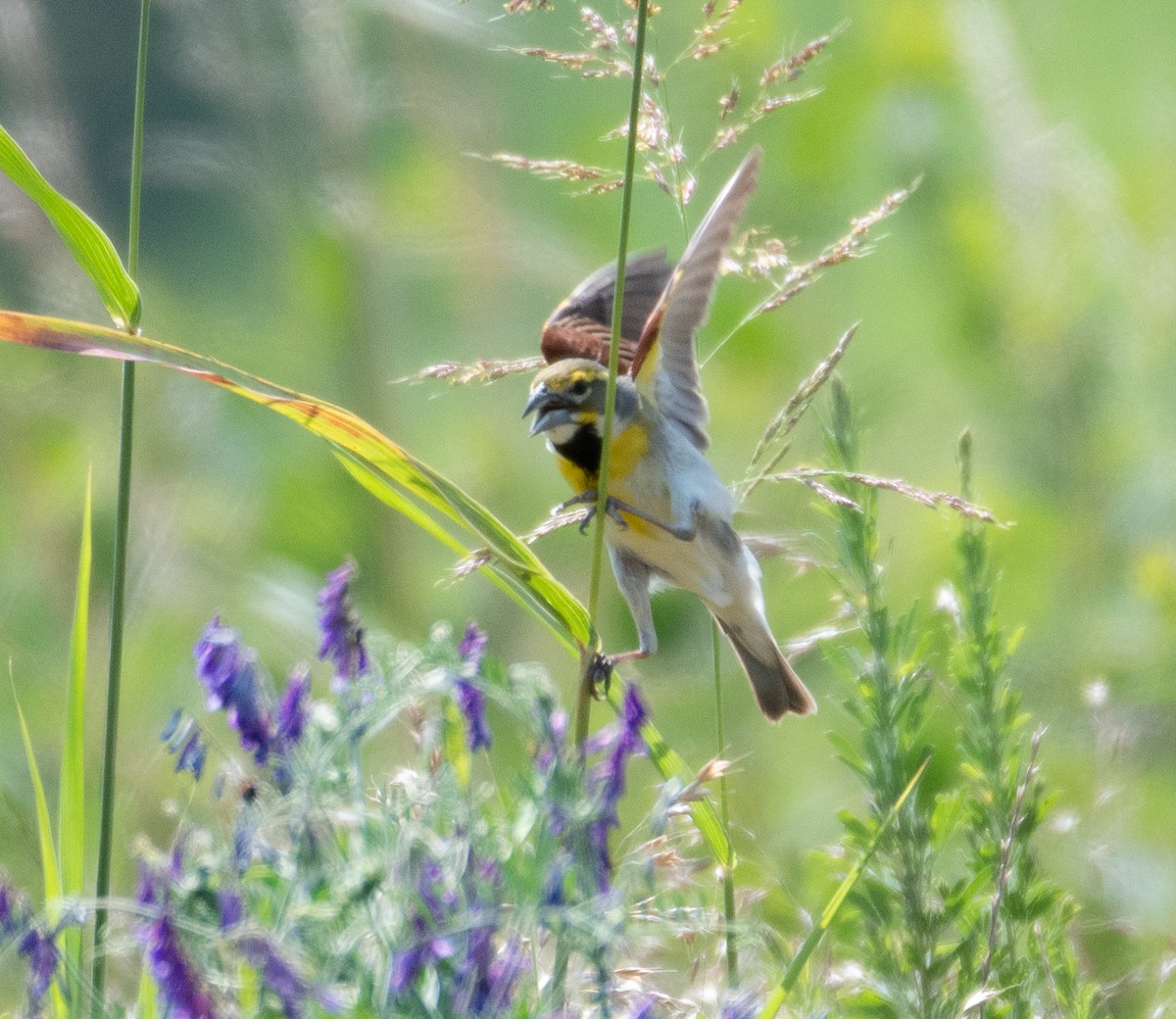 Dickcissel - ML620546882