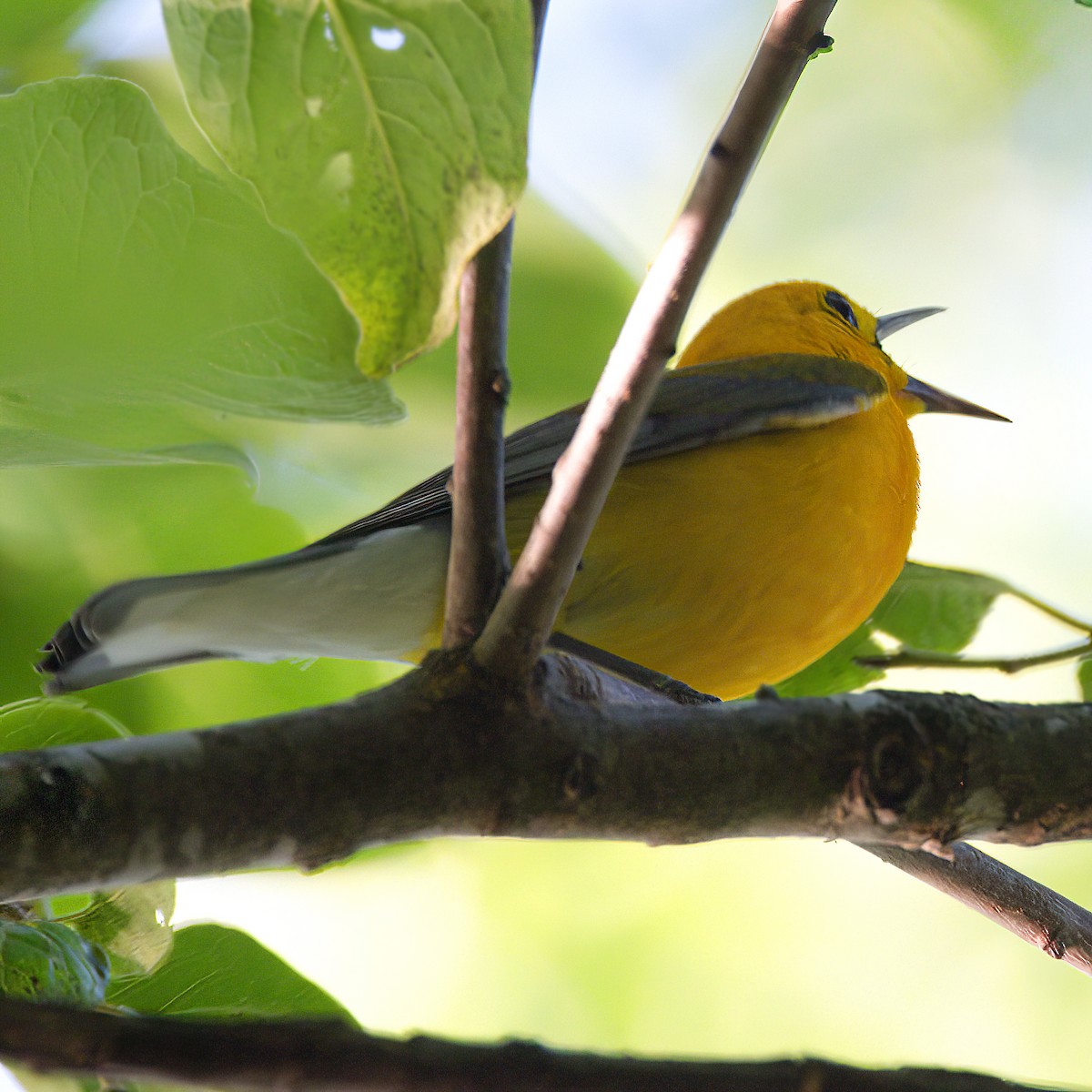 Prothonotary Warbler - ML620546887