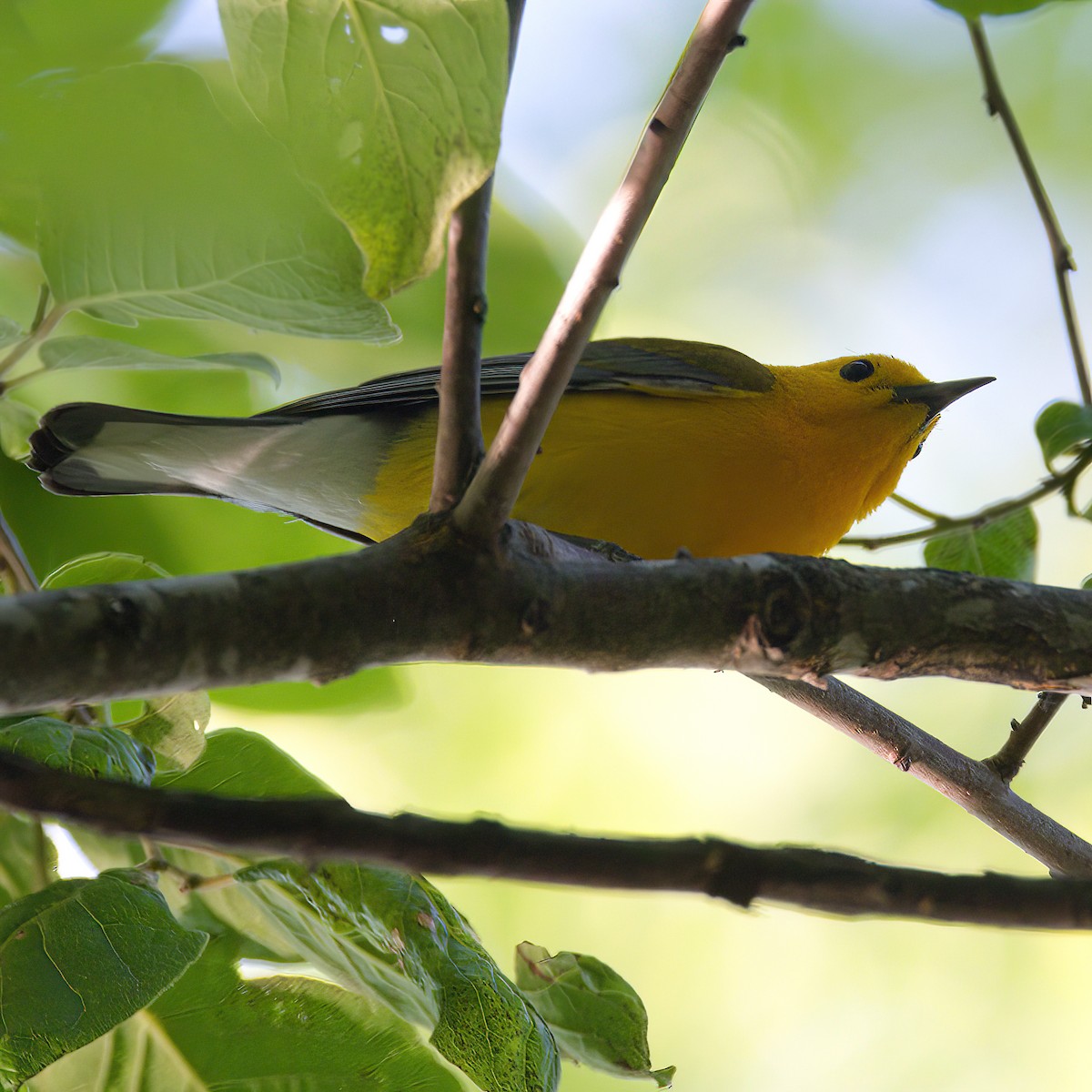 Prothonotary Warbler - ML620546888