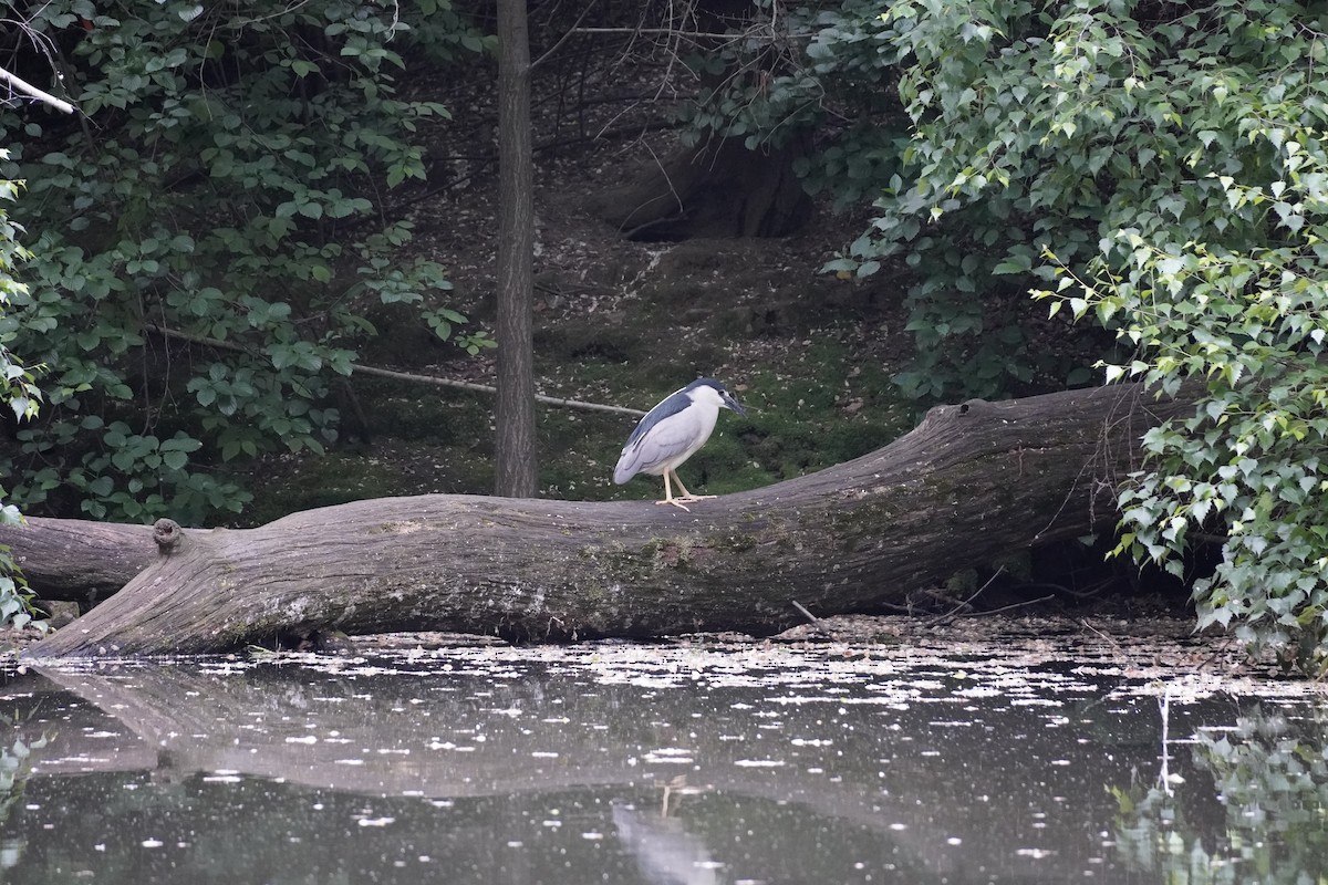 Black-crowned Night Heron - ML620546890