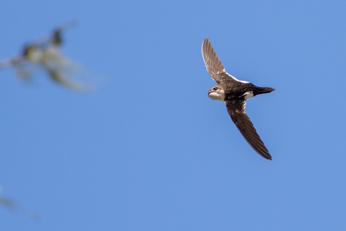 White-throated Swift - ML620546892