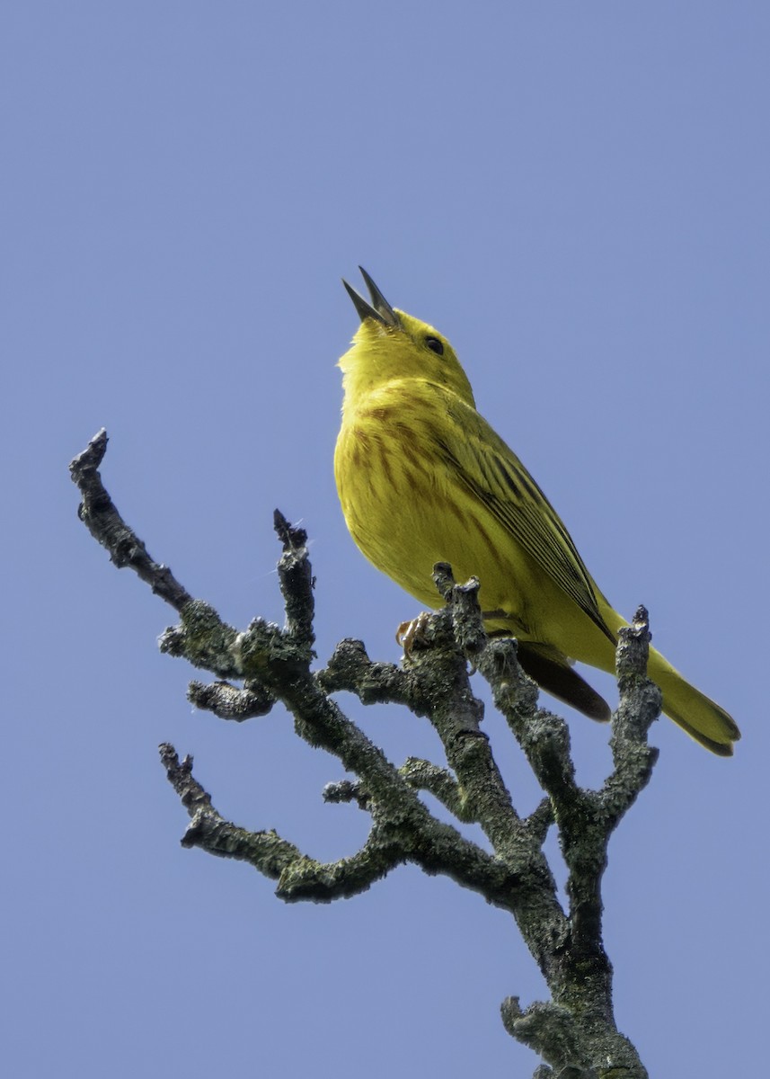 Yellow Warbler - ML620546893
