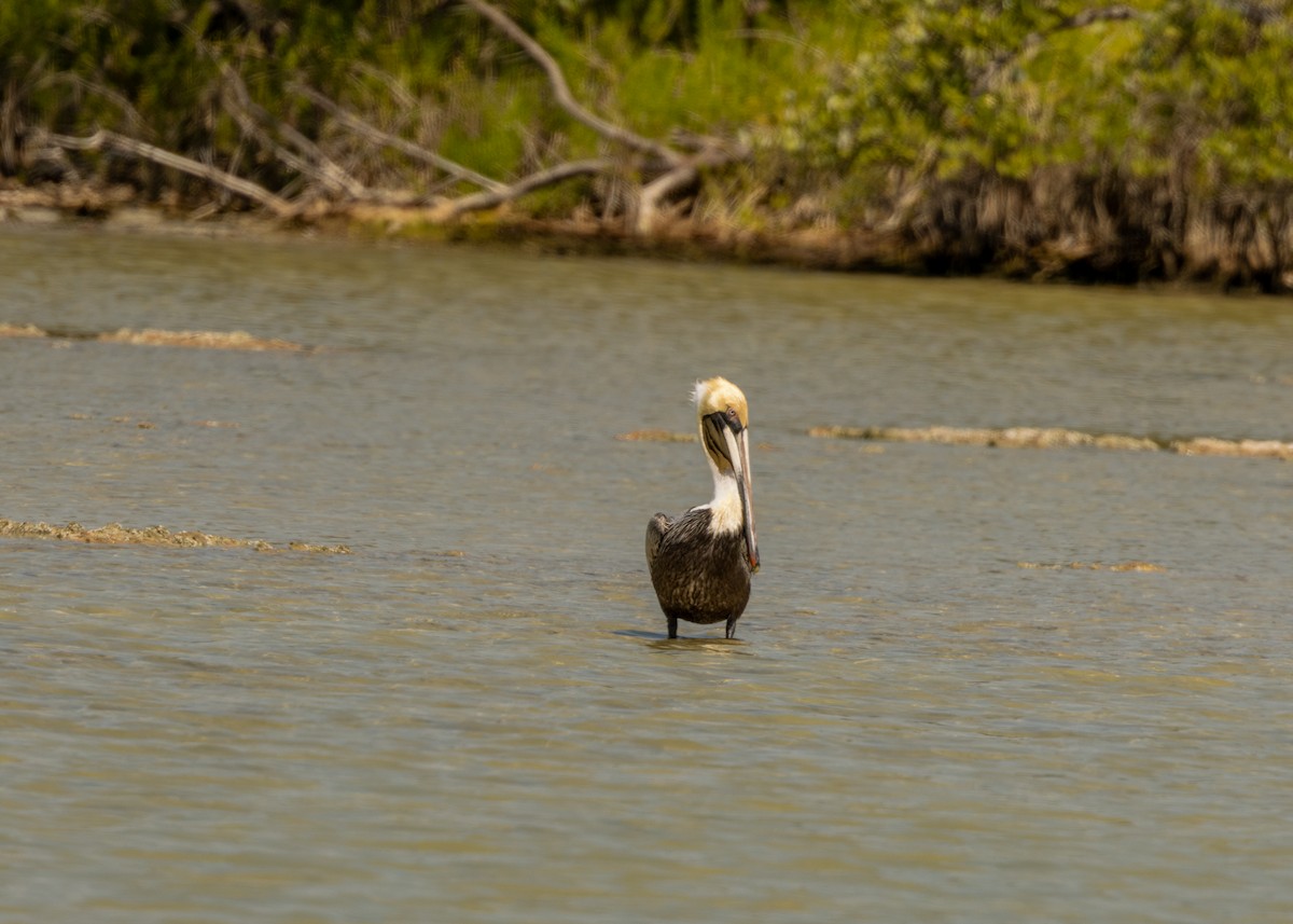 Brown Pelican (Southern) - Silvia Faustino Linhares