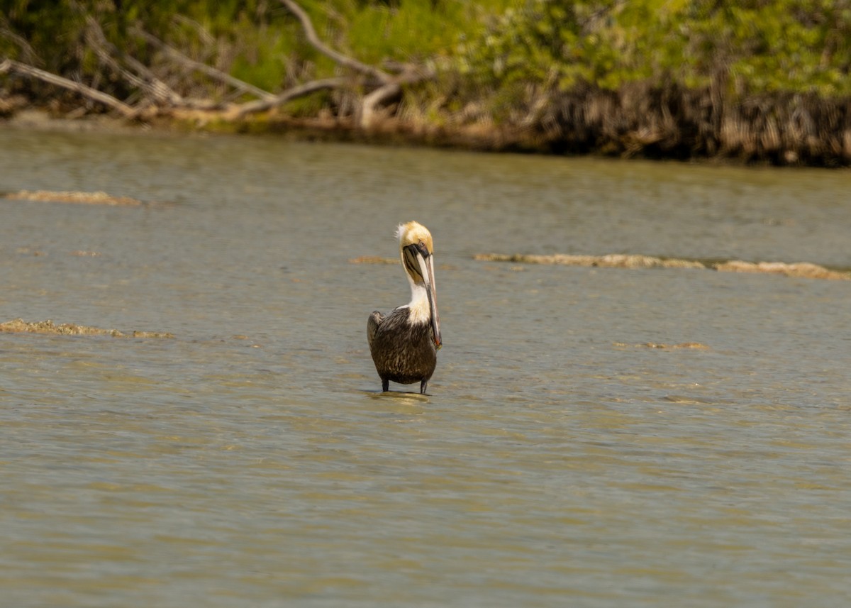 Brown Pelican (Southern) - Silvia Faustino Linhares