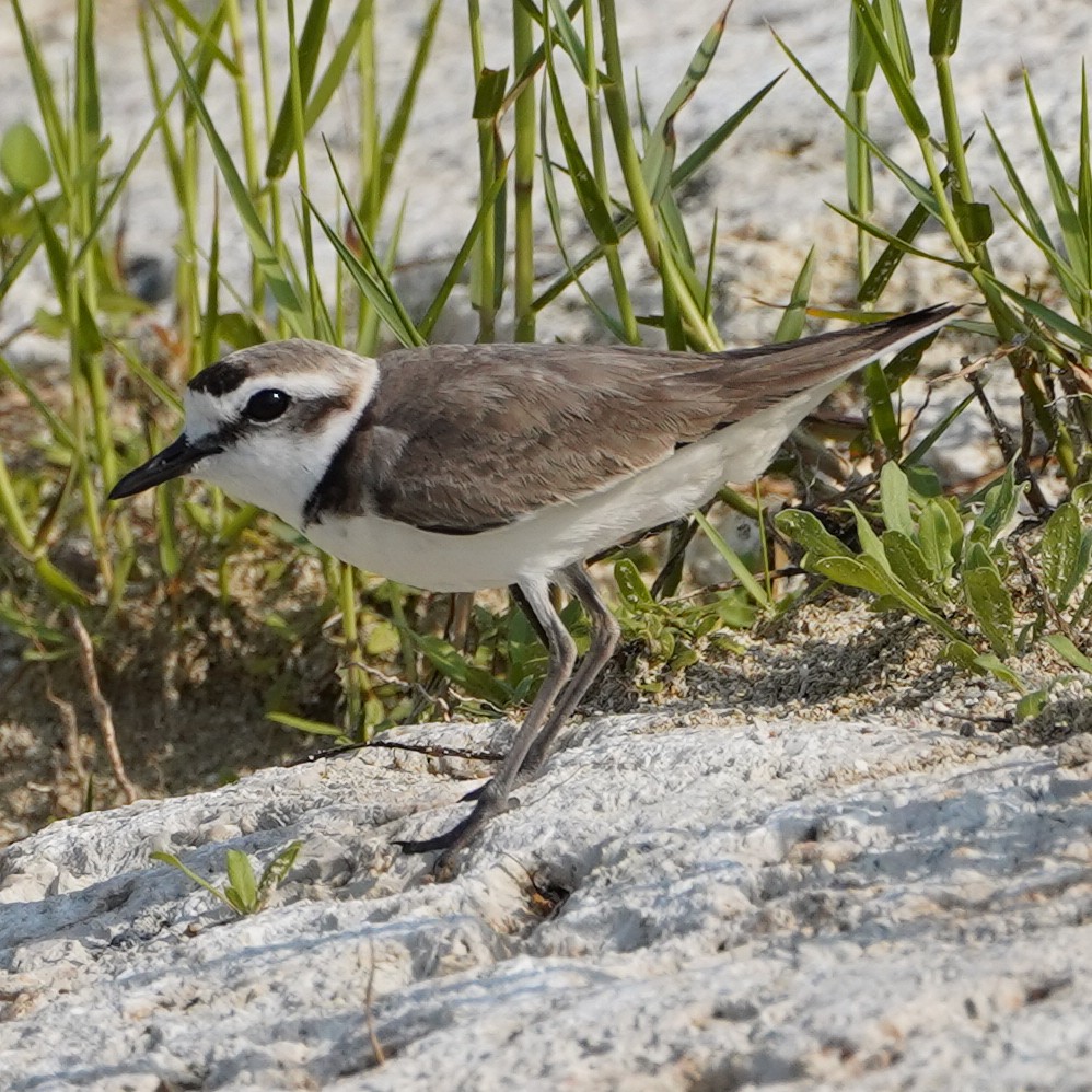 Kentish Plover (Kentish) - ML620546917