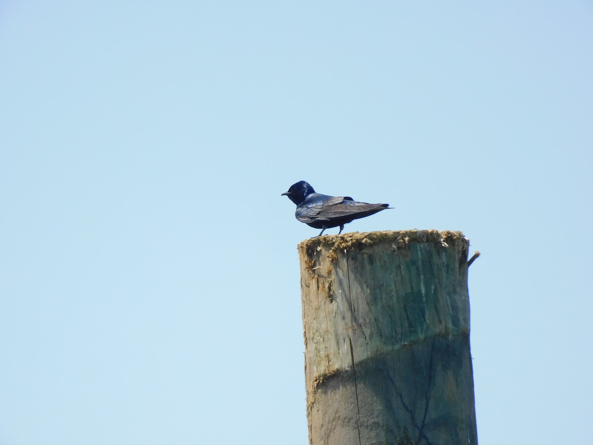 Purple Martin - ML620546922