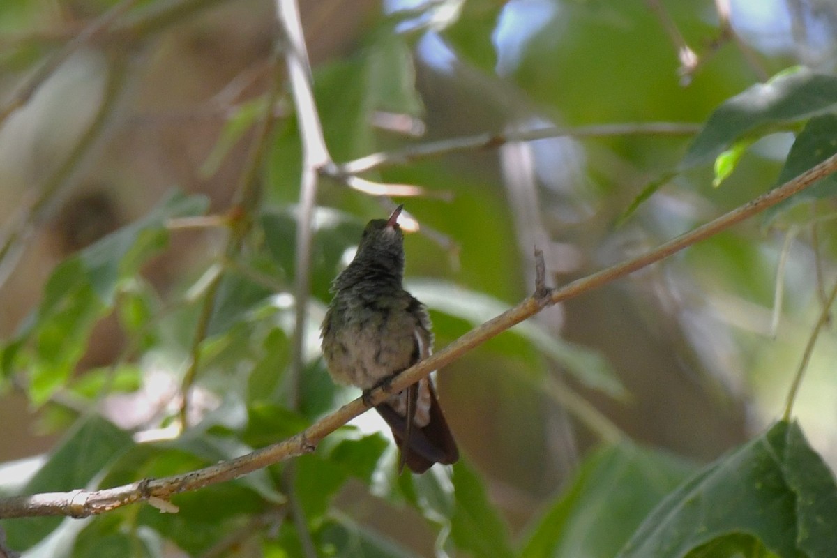 Berylline Hummingbird - ML620546925