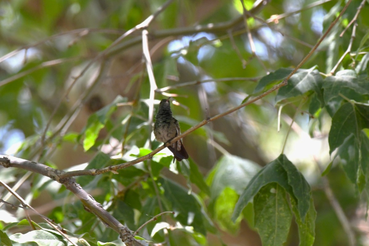 beryllkolibri - ML620546926