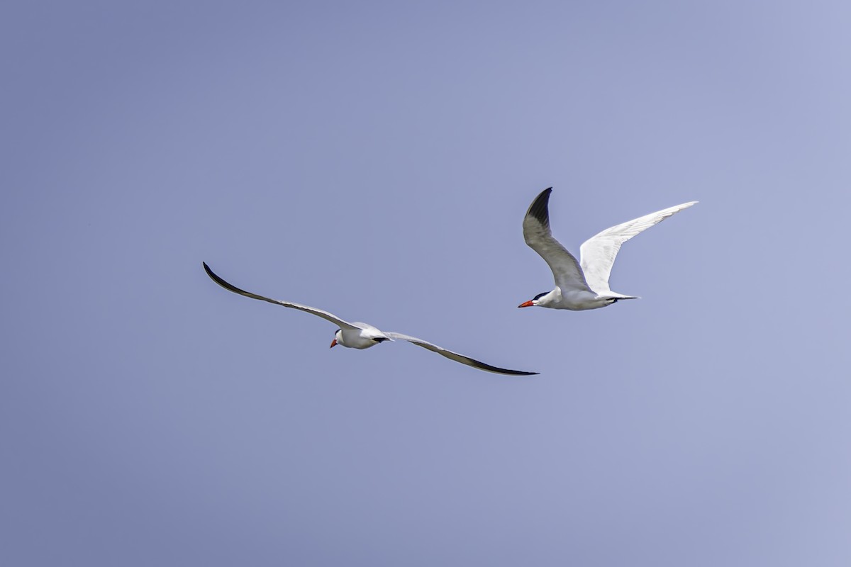 Caspian Tern - ML620546928