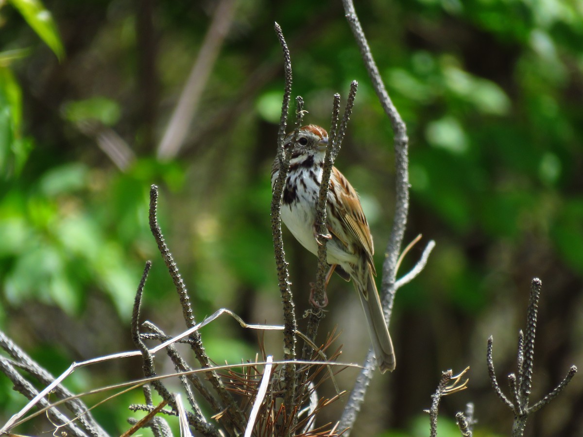 Song Sparrow - ML620546935