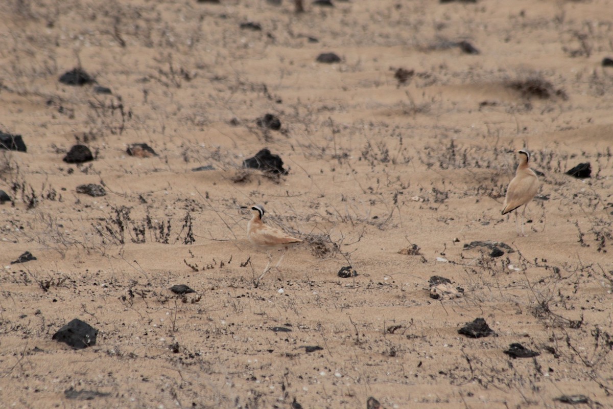 Cream-colored Courser - ML620546937