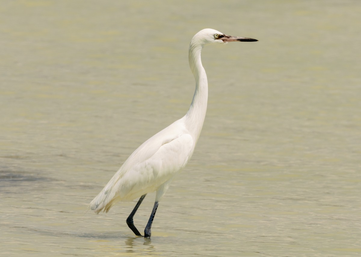 Reddish Egret - ML620546943