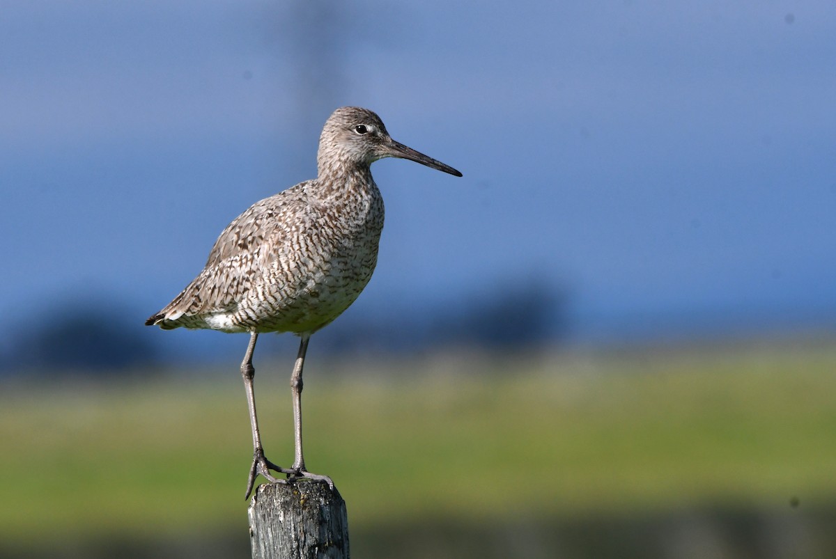 Willet - Stéphane Barrette