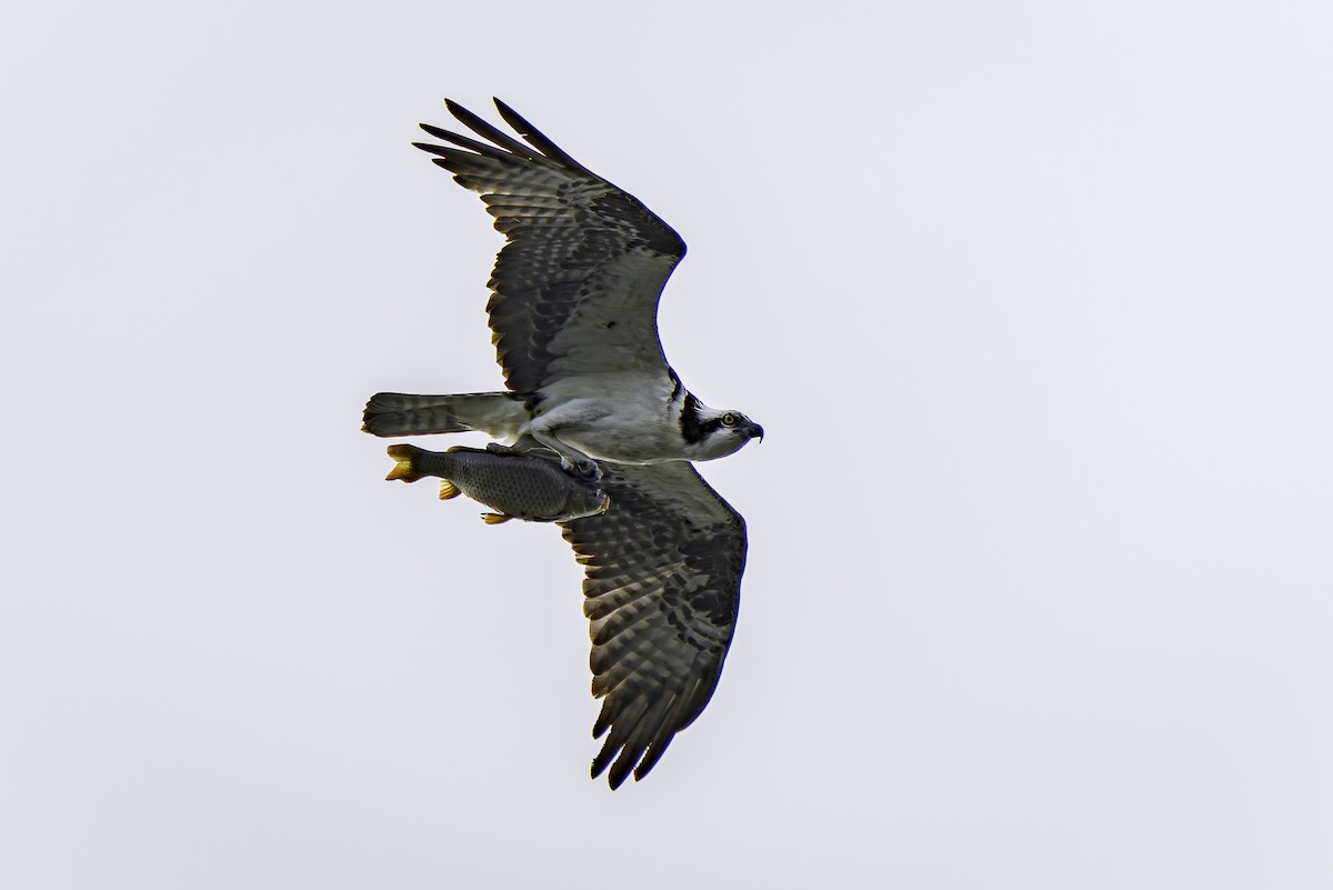 Osprey - ML620546948