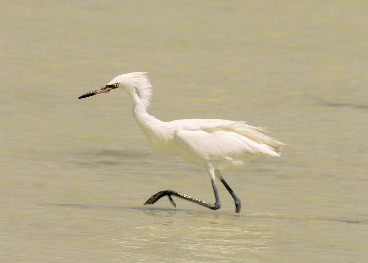 Reddish Egret - ML620546949