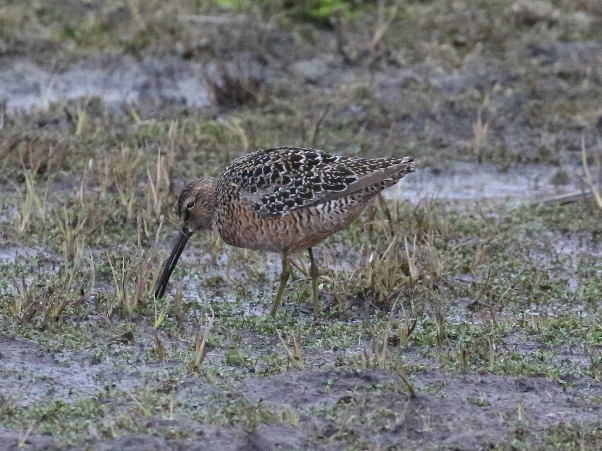 Long-billed Dowitcher - ML620546954