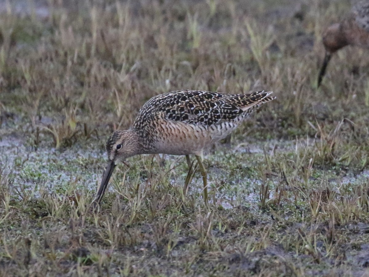 langnebbekkasinsnipe - ML620546957