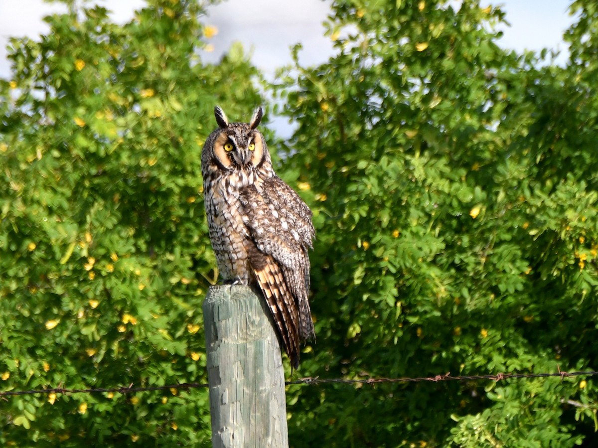 Long-eared Owl - ML620546958