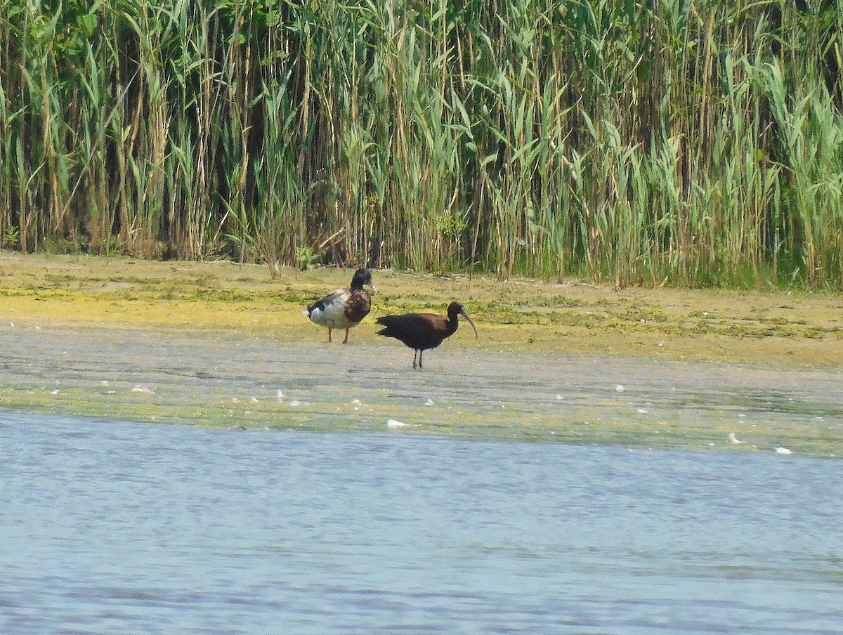 ibis hnědý - ML620546959