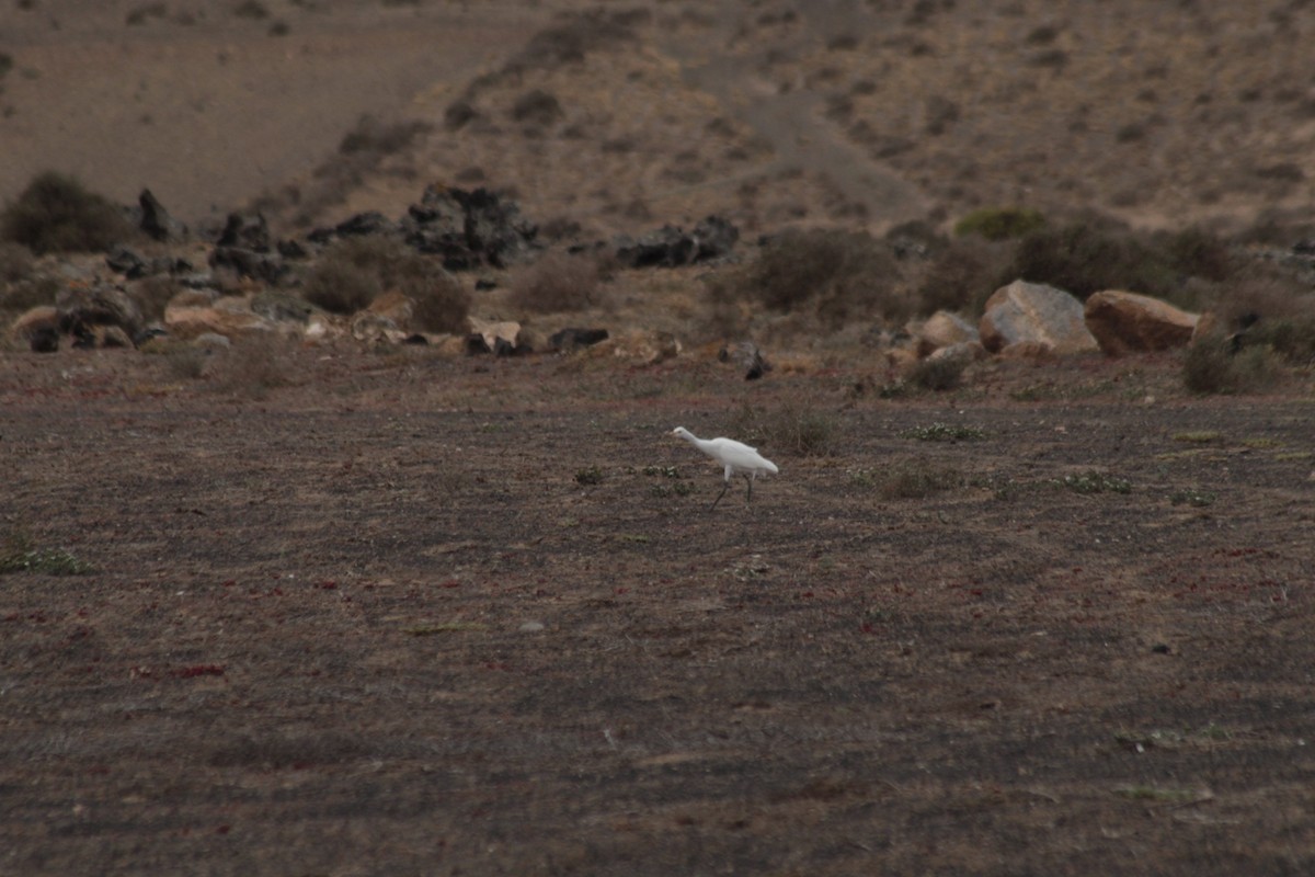 Western Cattle Egret - ML620546962