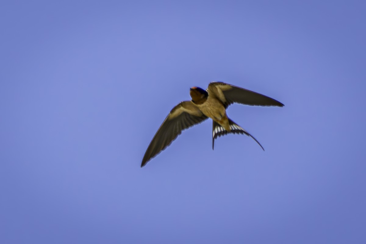 Barn Swallow - ML620546966