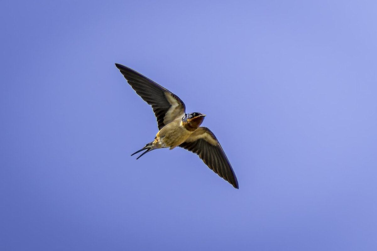 Barn Swallow - Gordon Norman