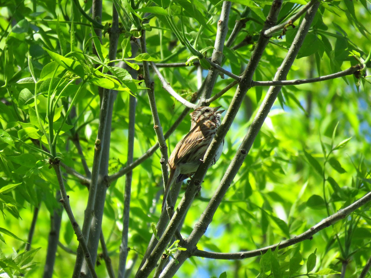 Song Sparrow - ML620546980