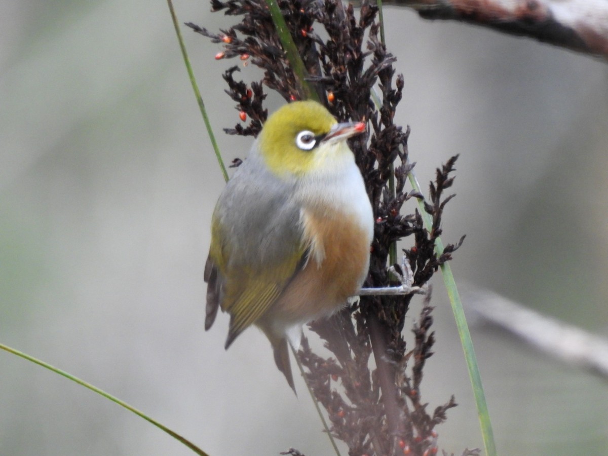 Silvereye - ML620546982