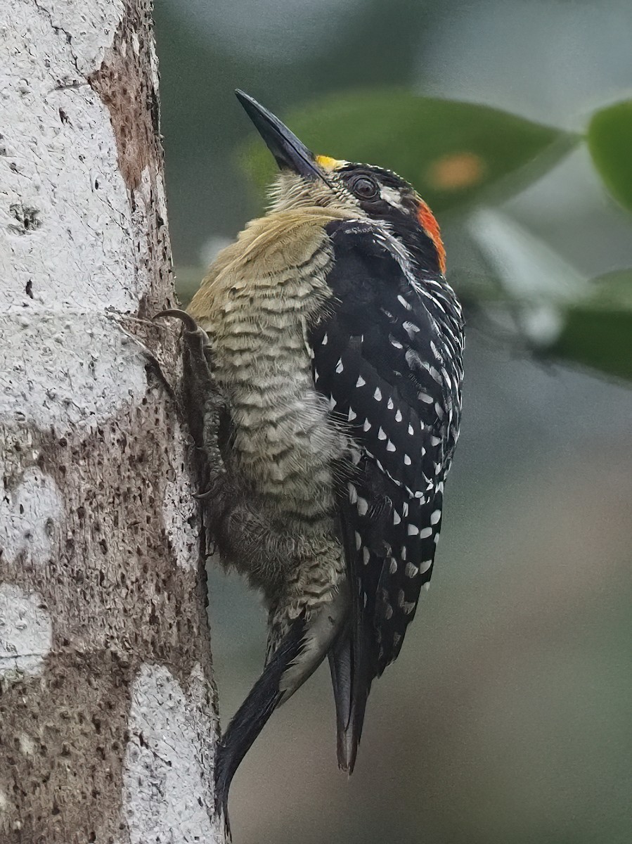 Black-cheeked Woodpecker - ML620546983