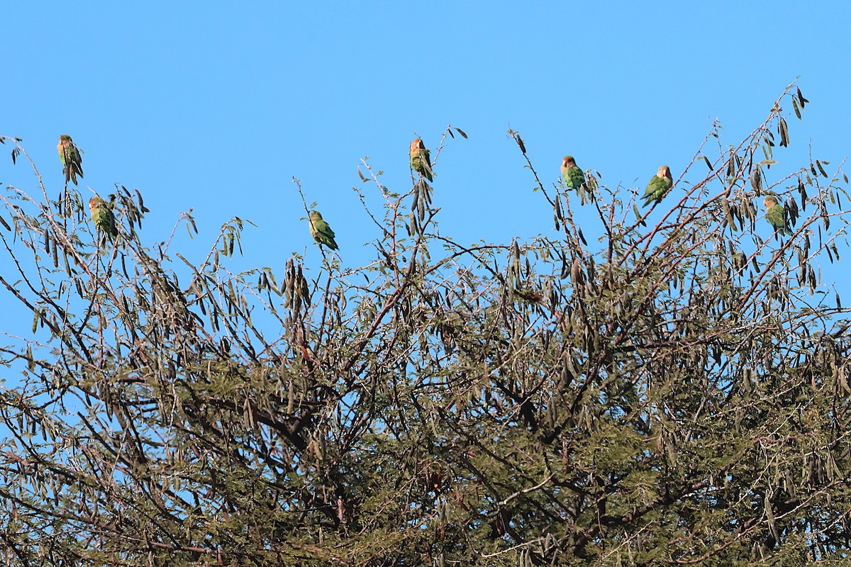 Rosy-faced Lovebird - ML620546989