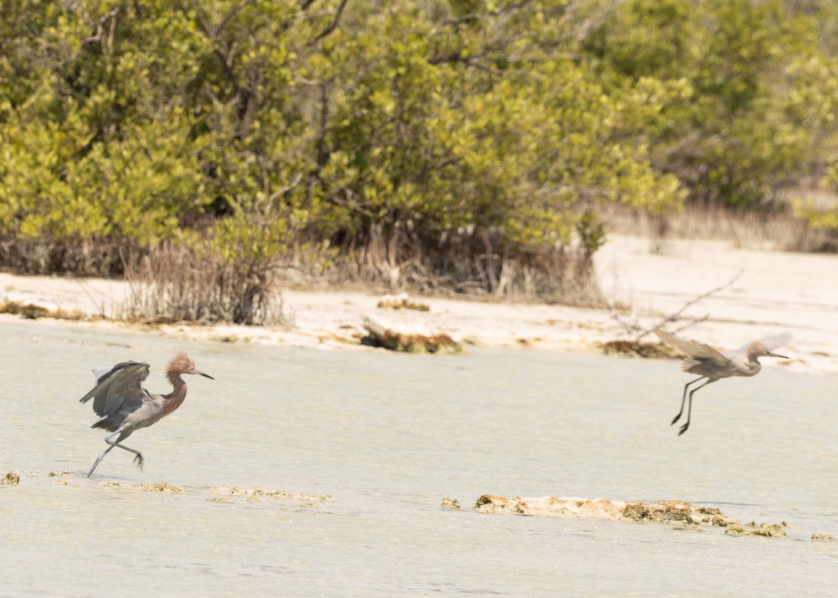 Reddish Egret - Silvia Faustino Linhares