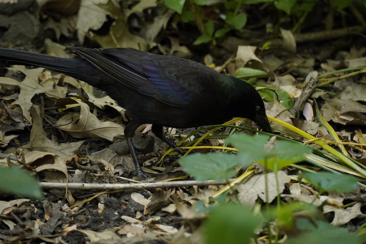 Common Grackle - ML620546997