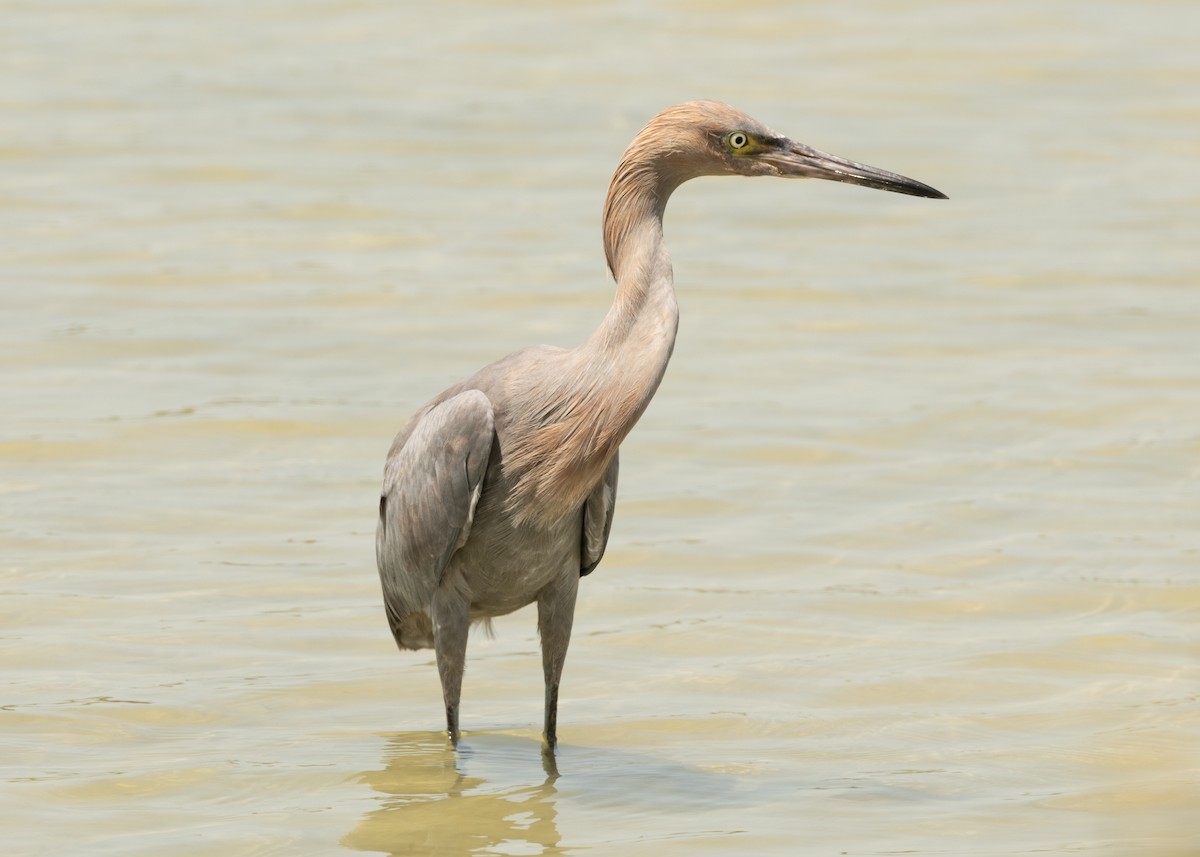 Reddish Egret - ML620546999